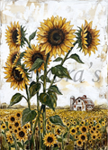 Sunflower Fields